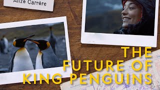 Modern Explorer  Episode 6  The Future of King Penguins [upl. by Rox113]