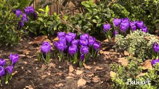 Timelapse  Crocus [upl. by Los]