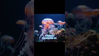 This Jellyfish Never Dies shorts [upl. by Kannan954]