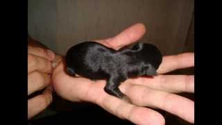 Pinscher Miniatura  Filhotes [upl. by Bebe275]