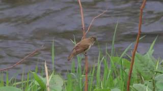 Oriental Reed Warbler [upl. by Akenom]