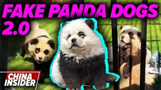 Chinas Fake Pandas amp AntiJapan Hate [upl. by Earahs]