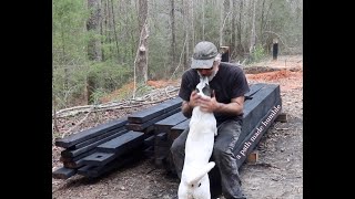 Yakisugicharring and oiling timber for off grid cabin root cellar [upl. by Lonier93]