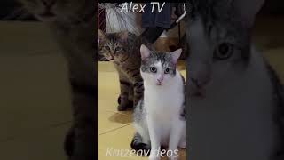 Lustige Katzenvideos 4 shorts [upl. by Anivel]