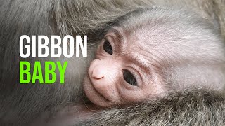 Port Lympne Welcomes Javan Gibbon Baby [upl. by Audres]