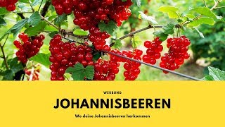 Wo deine Johannisbeeren herkommen  Johannisbeerernte  Aldi Süd  Natürlich Lecker [upl. by Narda]