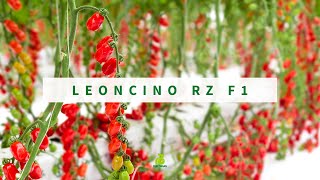 Pomodoro datterino Leoncino RZ buono produttivo e resistente alle spaccature [upl. by Rovert]