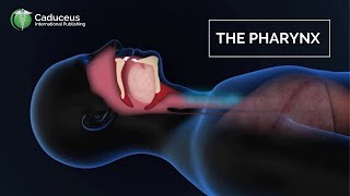 The Pharynx Anatomy and Function  Epiglottis  Larynx Examined [upl. by Tarfe]