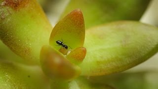 Mealybug SOS  Ants on your Plants Might mean MealybugsLets fix that STAT [upl. by Samuelson]