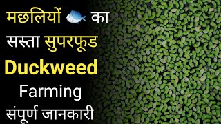 डकवीड फार्मिंग और Fish Feed के रूप में उपयोग  duckweed farming in india  duckweed farming guide [upl. by Kumar]