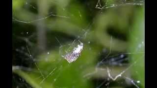 Portia Fimbriata Hunting a Tent web spider [upl. by Noived]