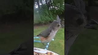 Listen to the Tufted titmouse [upl. by Glavin]