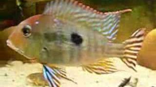 Tank for Geophagus sp Tapajos RH [upl. by Gardel]