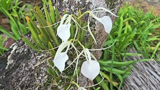 Brassavola grandiflora in situ comarca NgäbeBuglé Panamá October 2024 [upl. by Izaak]