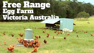 Pastured Egg farming Victoria Australia [upl. by Reivaz135]