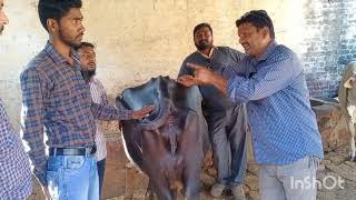 symptoms of parturition in buffalo amp cow l ग़ाय भैंस क़े बच्चा देने के लक्षण l dr umar khan [upl. by Fancie]