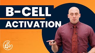 BCell Activation Sample Lesson  Preclinical  Immunology  OnlineMedEdCom [upl. by Noivart805]