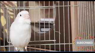 White canary singing  Mating call male domestic canary [upl. by Auqined]