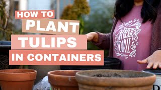 How to Plant TULIP BULBS in Containers for Success [upl. by Sillsby]