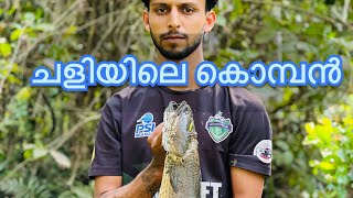 നൂഞ്ഞി വറ്റിക്കൽ  villagefishing  snakehead indiafishing  kerala fish viral reallife [upl. by Ayela]