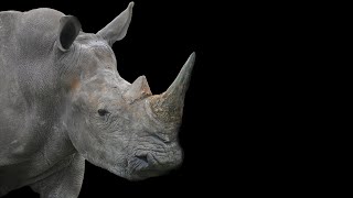 African Rhino Sound Effect HD [upl. by Odranoel]