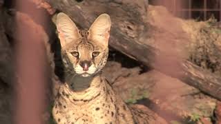 6 African Servals Rescued [upl. by Timmons]