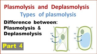 Plasmolysis and deplasmolysis  Types of plasmolysis  Difference between plasmolysis deplasmolysis [upl. by Garbe236]