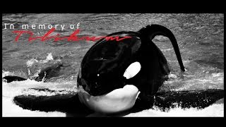 In memory of Tilikum ♥ [upl. by Ajnin558]