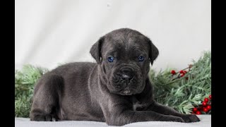 Cane Corso Puppies for Sale [upl. by Yaniv]