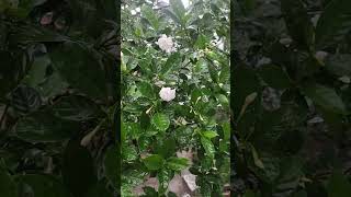 Crape Jasmine flower টগর ফুল🌸🌷 flowers flower nature shorts [upl. by Davilman]