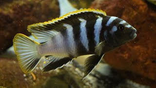 African cichlid fish releasing fry from mouth [upl. by Neened]