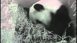 National Zoo Giant Panda Shows Cub to Panda Cam Viewers [upl. by Llecrad770]