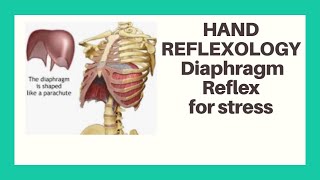 Reflexology Diaphragm Reflex for stress [upl. by Foss]