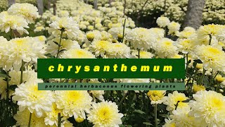 Discovering the Beauty of Chrysanthemums  Chrysanthemums Gardening FloralBeauty [upl. by Schreibe]