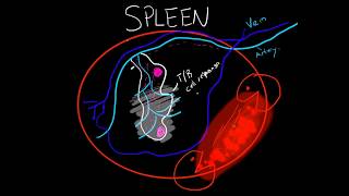 Immunology  Spleen Structure and Function BASIC [upl. by Penney]