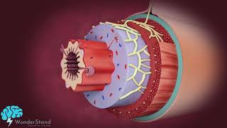 Layers of the alimentary canal [upl. by Lowney837]