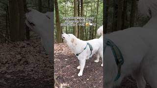 Is he doing a good job 🤣 sheepdog maremma sheppard sheep wolf nature [upl. by Pellegrini]