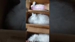 Angora bunnywool bunny german Angora Farmkullu manalirabbitshort rabbits [upl. by Aicenaj]