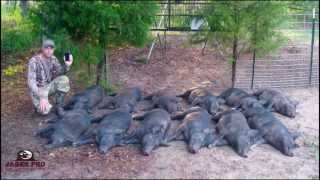 Wild Hog Trapping  14 1212 Success Trapping Feral Hogs in June Corn  JAGER PRO™ [upl. by Doi730]