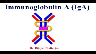 Immunoglobulin A [upl. by Yssirc]