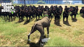 100 DOGS VS 1 PITBULL GTA 5 REAL LIFE PC MOD [upl. by Levine92]