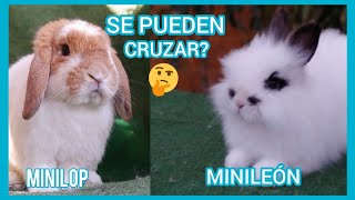 Que pasa si cruzo conejos de Diferentes razas  Se puede cruzar CONEJOS de 2 razas diferentes [upl. by Suzette]