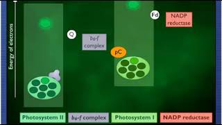 McGH  Cyclic and Noncyclic Photophosphorylation [upl. by Seiuqram]