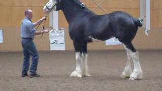 Black Clydesdale Prancing [upl. by Sivat290]