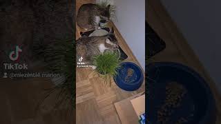 Mmmm  Katzengras  Mmmmcat grass  Mmmm herbe à chat  Ммммкотяча трава  嗯……猫草 [upl. by Nnaylrebmik861]