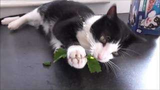 My Cat Gets High On Catmint  Allotment Grow How cats [upl. by Obaza992]