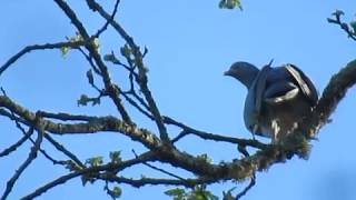 Pigeon ramier qui roucoule [upl. by Assilym]