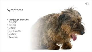 Kennel Cough in Dogs [upl. by Alban]