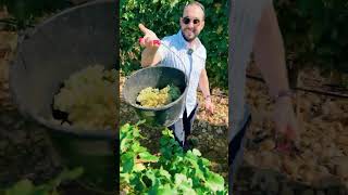 Harvesting in ChâteauneufduPape [upl. by Ameerahs]