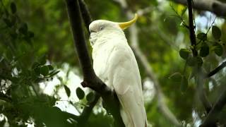 Sulphurcrested Cockatoo Cacatua galerita  Gelbhaubenkakadu 4 [upl. by Viafore]